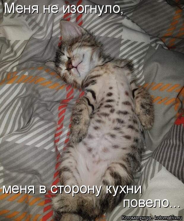 Котоматрица: Меня не изогнуло, меня в сторону кухни повело...