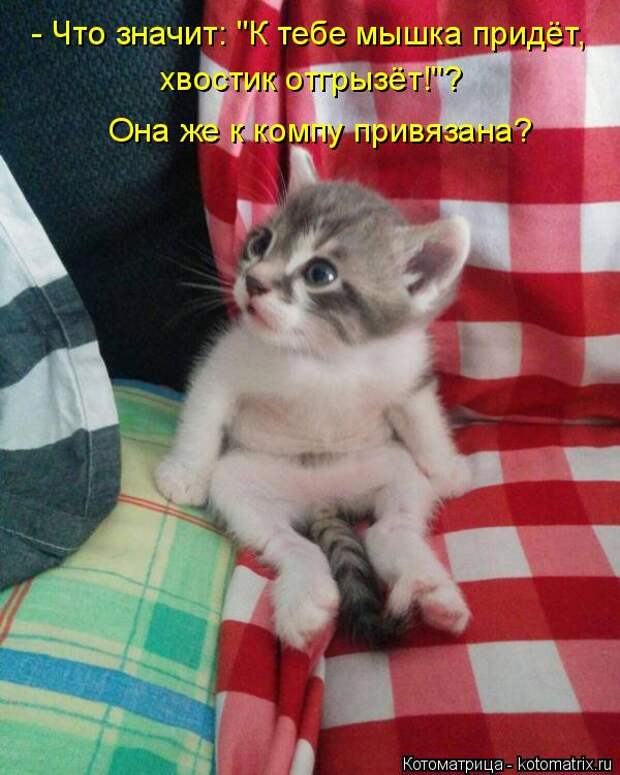 Котоматрица: - Что значит: "К тебе мышка придёт, хвостик отгрызёт!"? Она же к компу привязана?