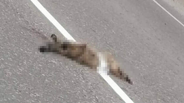 Дорожники нанесли разметку поверх мертвого кота в Приморье