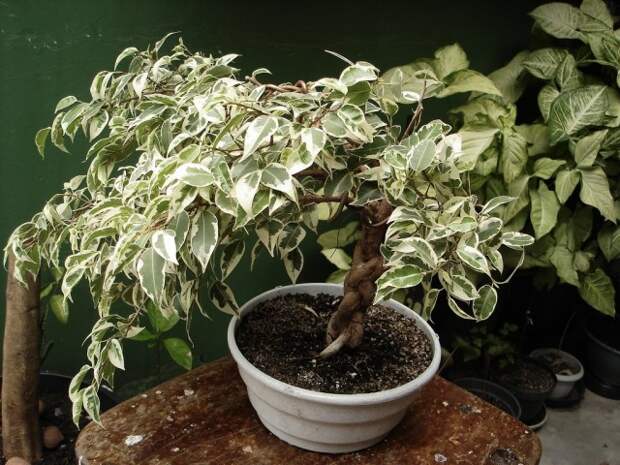 Фикус Бенджамина (Ficus benjamina) Фикус Бенджамина (Ficus benjamina)