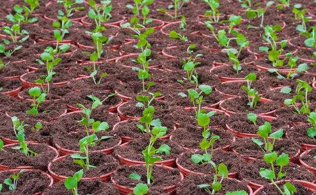 Россиян научили правильно высаживать рассаду в грунт