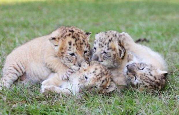 У белой львицы и белого льва появились детёныши. Их потомство без преувеличения можно назвать чудом природы!