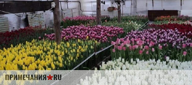 В Бахчисарайском районе стартовала срезка цветов к 8 Марта