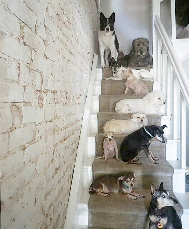 Мужчина устроил у себя  дом для престарелых собак