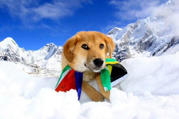 Пес-альпинист: невероятная история дворняги, побывавшей на Эвересте альпинизм, животные, собаки в горах