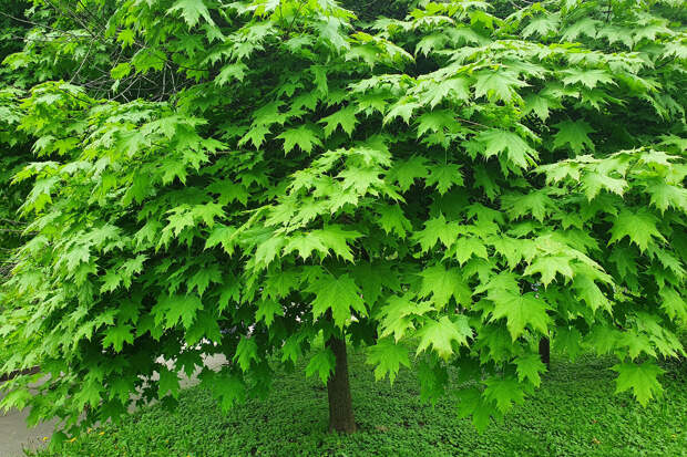 Эколог Баташев: американский клен ломает инфраструктуру и захватывает леса