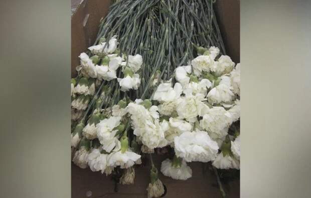 Россельхознадзор не допустил на прилавки зараженные вредителем гвоздики из Китая