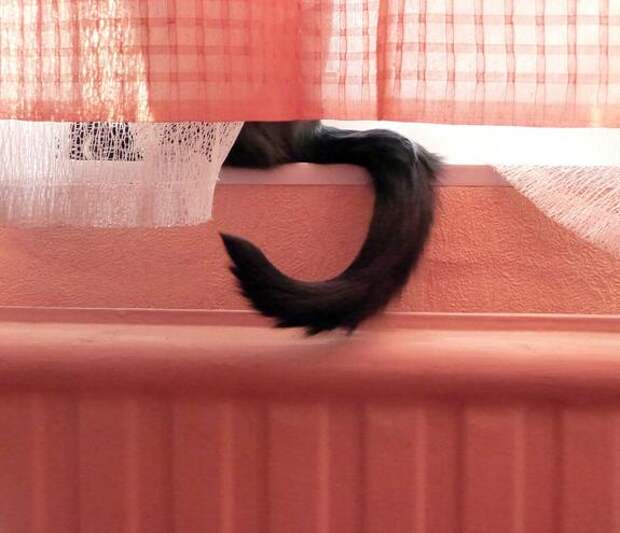 Рост заболеваемости астмой среди кошек не зафиксирован