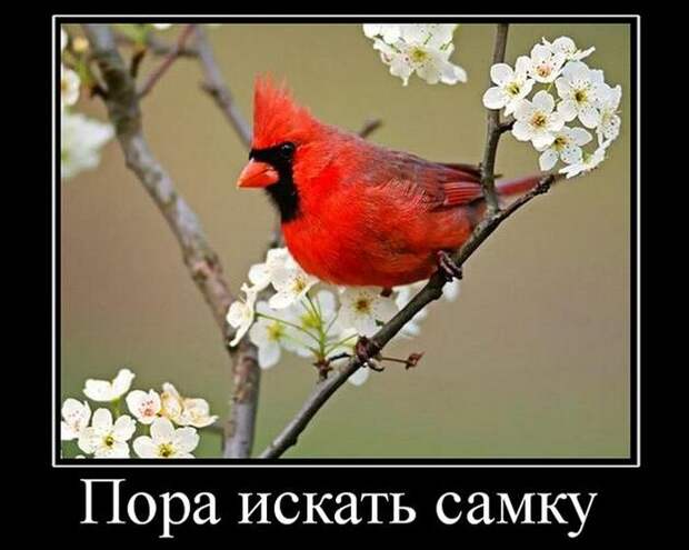 Демотиваторы (30 фото)