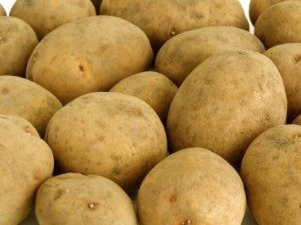 самые урожайные сорта картофеля для Подмосковья