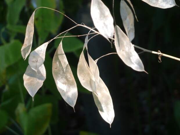 Лунник оживающий (Lunaria rediviva)