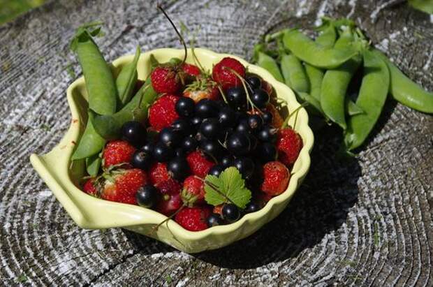 В Ленобласти начинается летний сезон сбора ягод