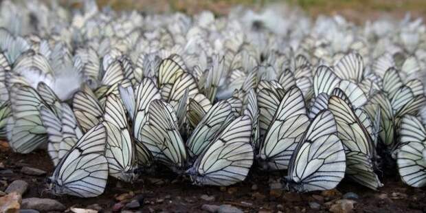 Несмотря на свою недолгую продолжительность жизни, бабочки успевают отложить около 1000 яиц.