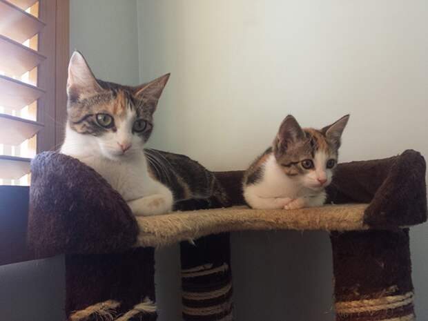 Фотография: 50 красавцев котов и их очаровательные мини-копии №24 - BigPicture.ru