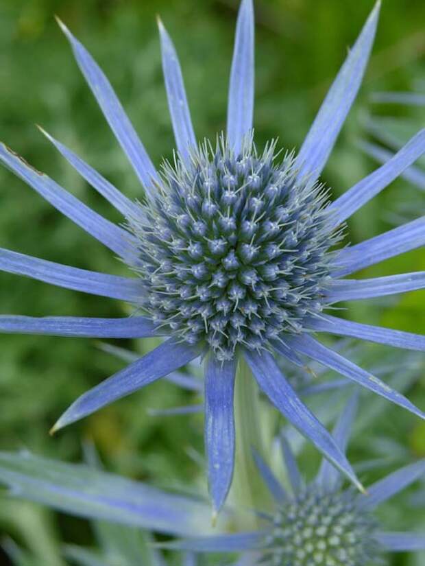 eryngium bourgatii3_5 Shevireva