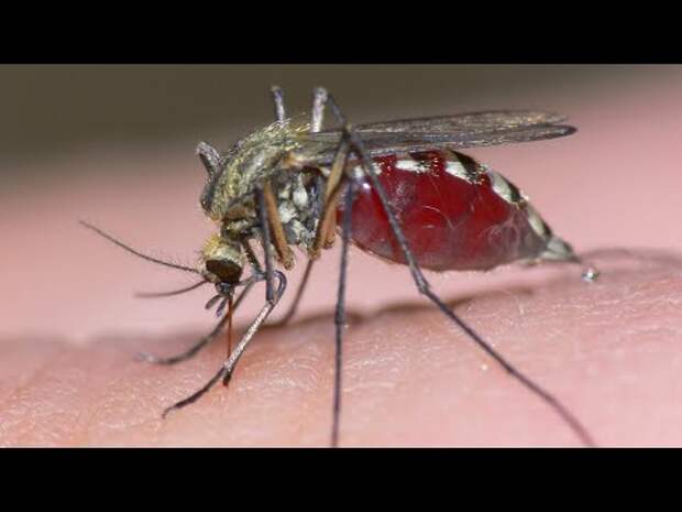 "Mutant mosquitoes" may stop spread of deadly diseases in Florida Keys