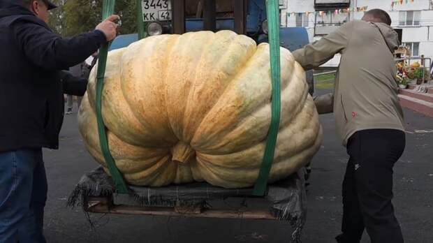 Тыкву весом более 400 килограммов вырастил житель Кузбасса. Видео