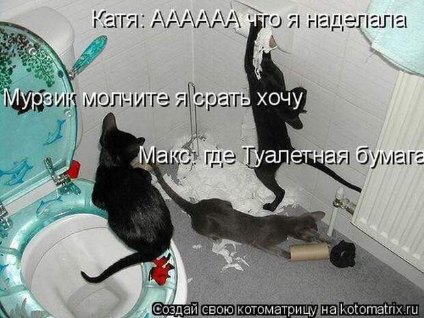 Лучшие котоматрицы недели (50 фото)