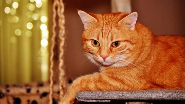 Тайна солнечного кота