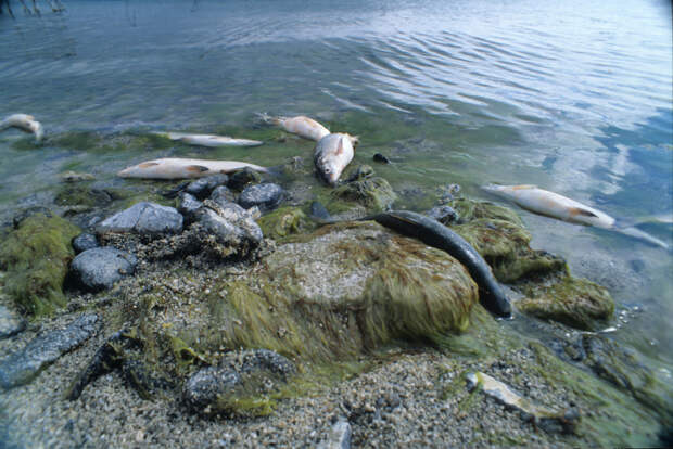 Российские рыбные хозяйства предупредили об угрозе вспышек заболеваний