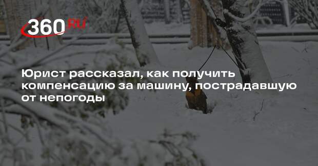Юрист Бачурина: поврежденное упавшим деревом авто нужно сфотографировать