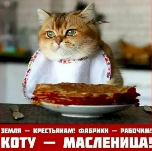 Тогда отдайте их мне. Тогда отдайте их мне. Высказывание о долге. Смешные котята с надписями. Библия не давай в рост брату своему.