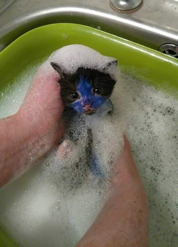 Без кота и жизнь не та