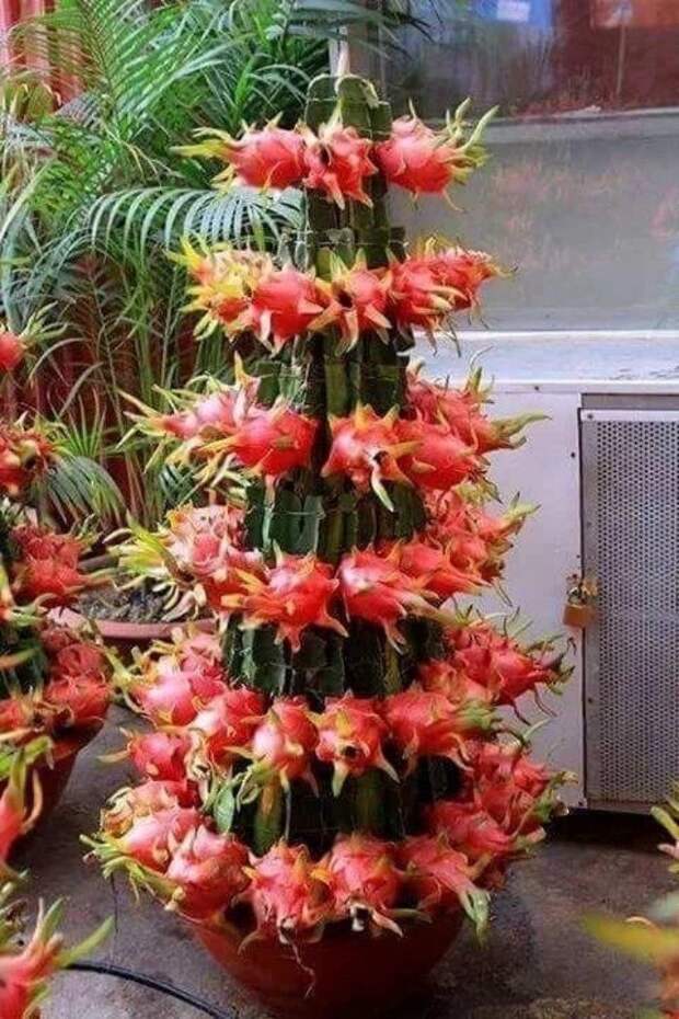 Невероятное плодовое изобилие на фото