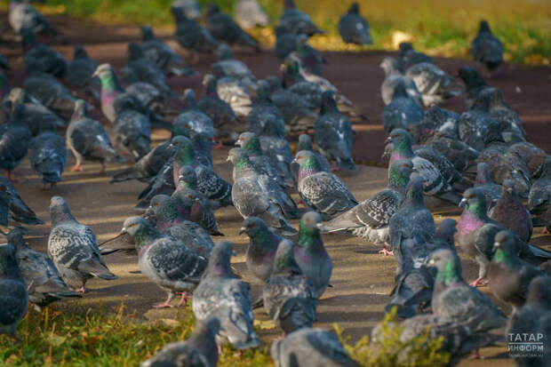 Россиялеләрне өй янында күгәрченнәр ашаткан өчен штрафлар турында кисәттеләр