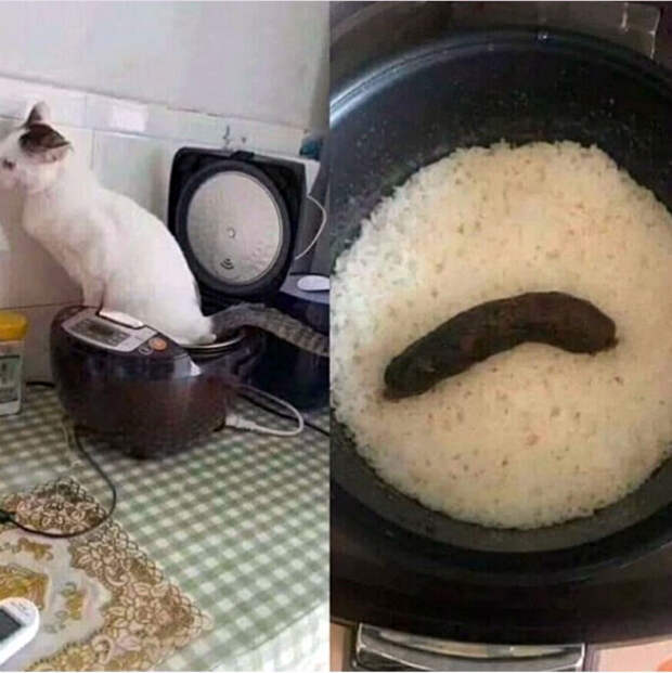 Маленький знак внимания от кота. Маленький знак внимания от кота.