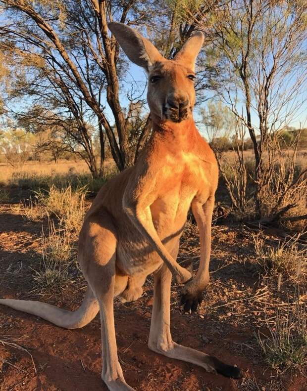 В Австралии появился король: двухметровый качок-кенгуру австралия, в мире, животные, качок, кенгуру, природа