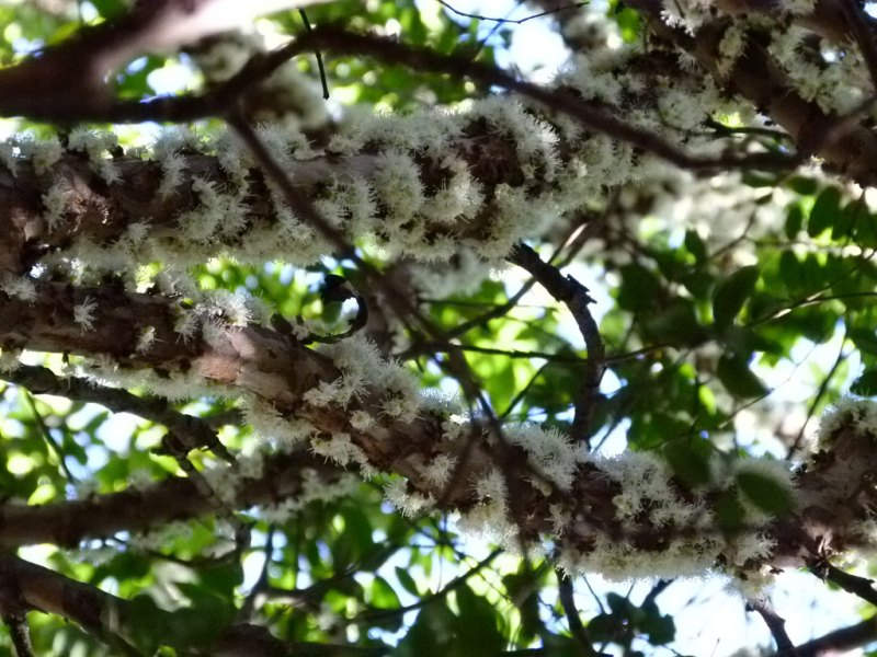 Жаботикаба, джаботикаба, Myrciaria caulifloria, бразильское виноградное дерево, Бразилия