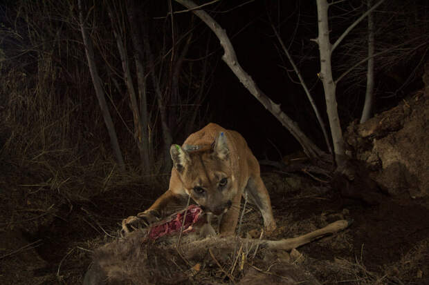 Горный лев ест свою добычу в в Южной Калифорнии
