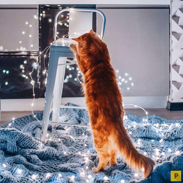 Роскошный рыжий кот по имени Котлета (27 фото) Роскошный рыжий кот по имени Котлета (27 фото)