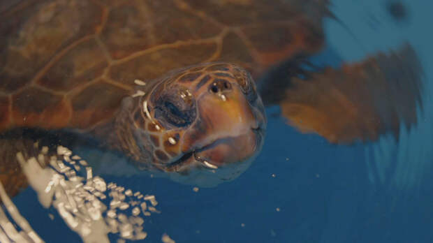 Кадр из фильма «Симбиоз»