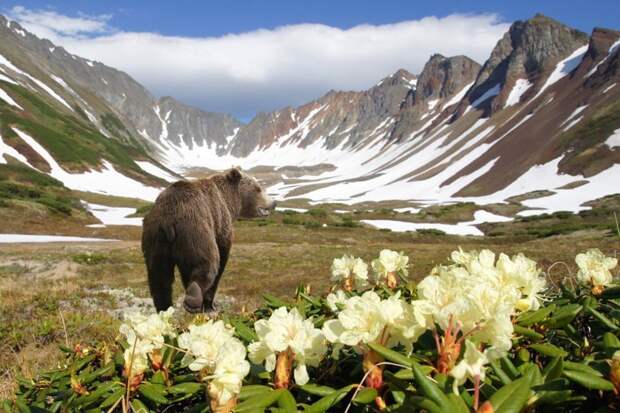 10 чудес Камчатки: самые красивые места страны медведей и вулканов Russia, travel, животные, камчатка, факты