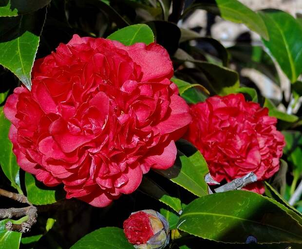 И вновь камелии цветут...