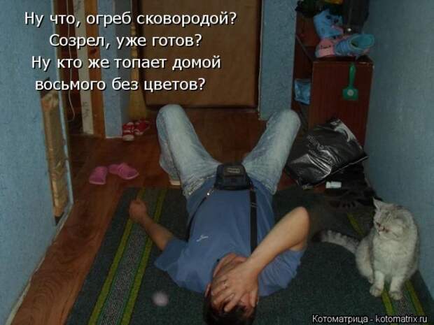 Лучшие котоматрицы недели (50 фото)