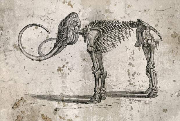 Палеогенетики впервые изучили микрофлору древнейших мамонтов Земли