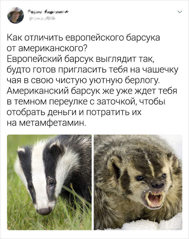 14 фактов, которые доказывают, что у нас с животными больше общего, чем кажется