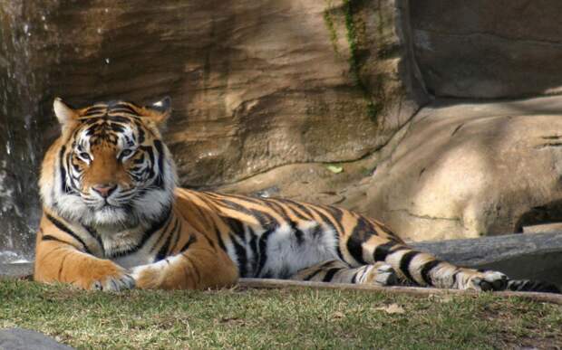 10 интересных фактов о тиграх!	(11 фото)