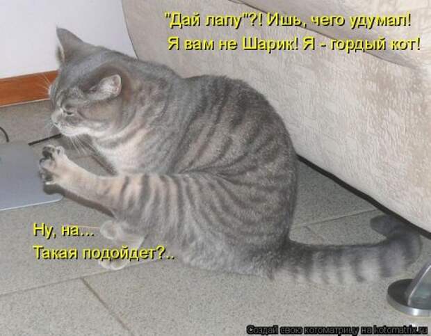 Лучшая котоматрица недели (38 фото)
