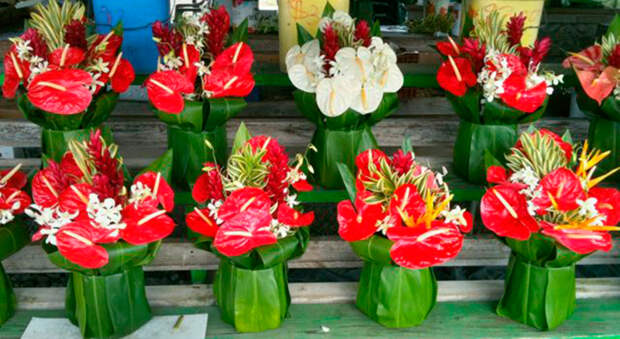Антуриумы – цветы символизирующие любовь на День Святого Валентина, букеты