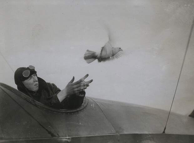 The pilot of a British seaplane which has landed on the water and is in need of help releasing a pigeon carrying a message asking for assistance. Many lives have been saved in this way by means of the naval pigeon-service