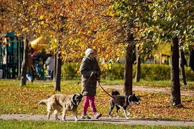 Названа дата начала бабьего лета в Москве