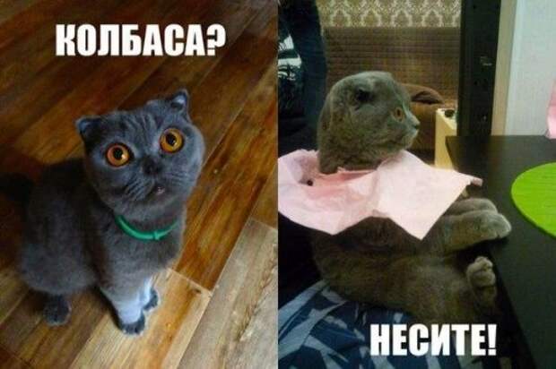 Прикольные фотомемы для настроения (31 шт)