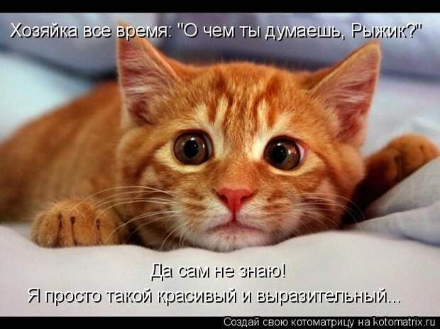 Котоматрица: Хозяйка все время: "О чем ты думаешь, Рыжик?" Да сам не знаю! Я просто такой красивый и выразительный...