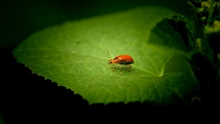 Фото: viswaprem anbarasapandian / unsplash.com