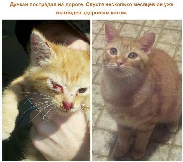 Спасенные кошки, которых подобрали и полюбили. Фото до и после. Спасенные кошки, которых подобрали и полюбили. Фото до и после.
