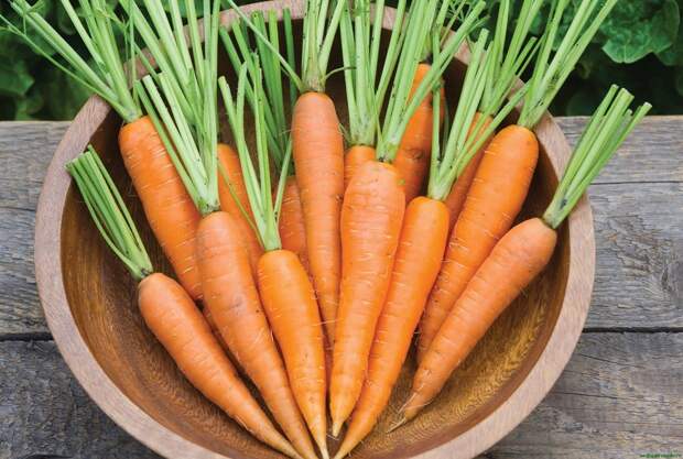 Полейте грядку этим раствором — и морковь пойдет в рост